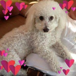 Meet your Posher, Charlee